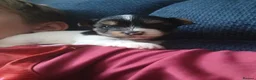 Biewer Terrier dogs for sale: READY TO GO Mini Purebred Biwer Yorkshire Terrier  - Advert 32