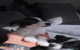 Jack Russell dogs for sale: Beautiful jack russle puppies - Image 24