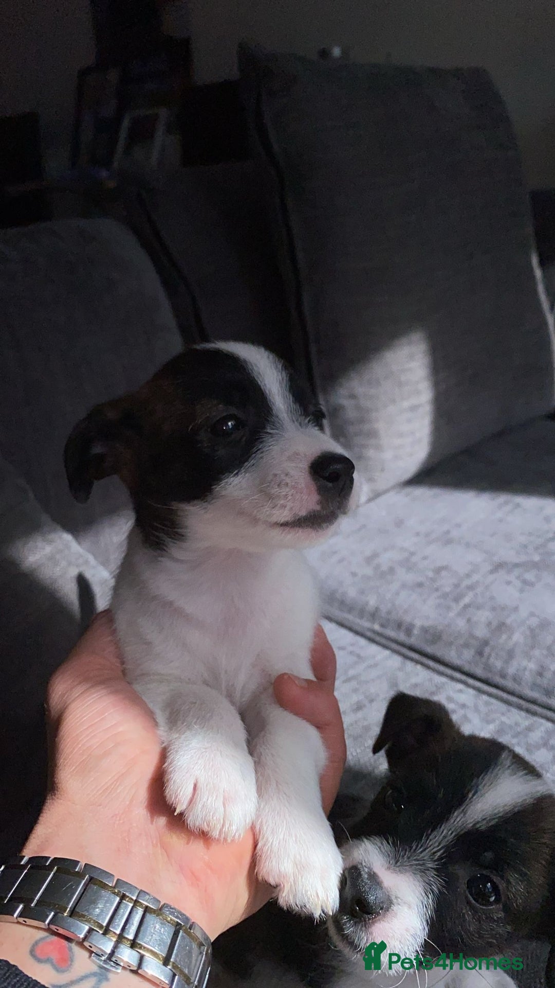 Jack Russell dogs for sale: Beautiful jack russle puppies - Image 24
