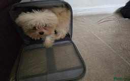 Bichon Frise dogs for sale: Bichon Frise Puppy Looking for a Loving Home - Image 6