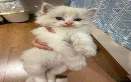 Ragdoll cats for sale: Beautiful Ragdoll gccf registered - Image 6