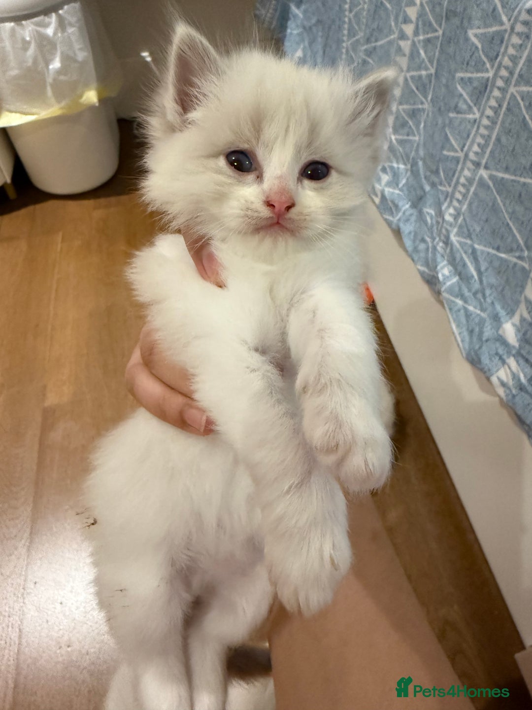 Ragdoll cats for sale: Beautiful Ragdoll gccf registered - Image 6
