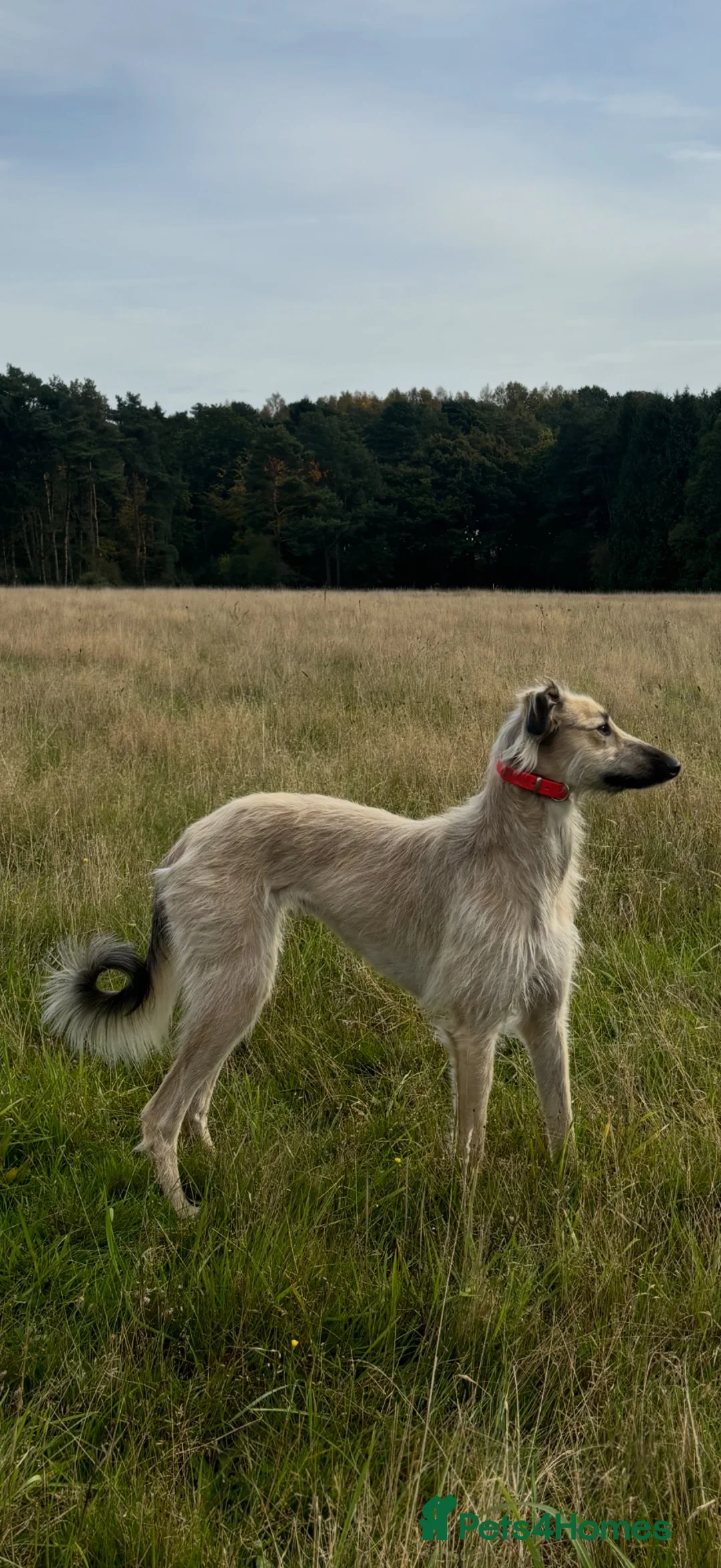 Lurcher dogs for sale: Lurcher Puppy’s  in Tipton - Advert 8