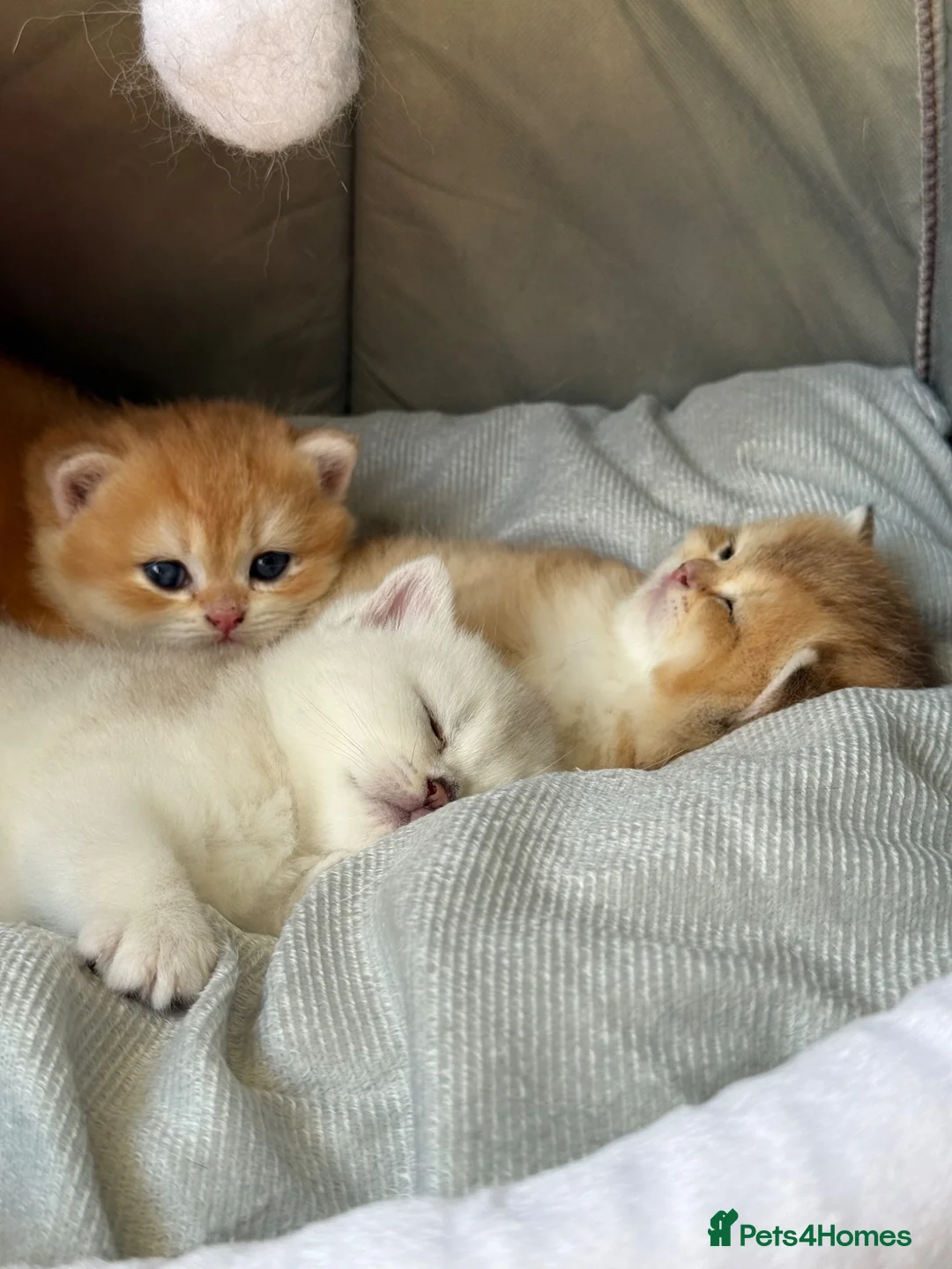 British Shorthair cats for sale: BSH - golden and silverline in Birmingham - Advert 2