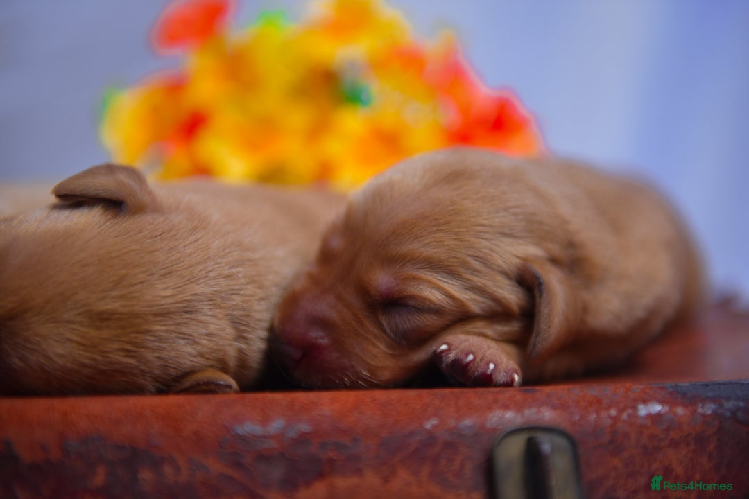 Labrador Retriever dogs for sale: Top Deep Red Quality Labrador KC Puppies - Image 11