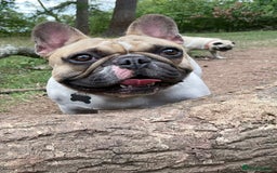 French Bulldog dogs for sale: Perfect sweet boy looking for new home  - Image 6