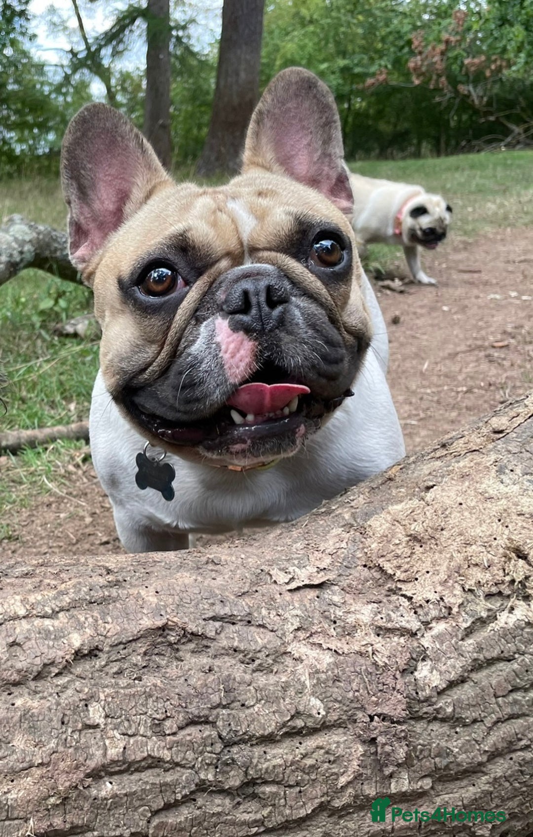 French Bulldog dogs for sale: Perfect sweet boy looking for new home  - Image 6