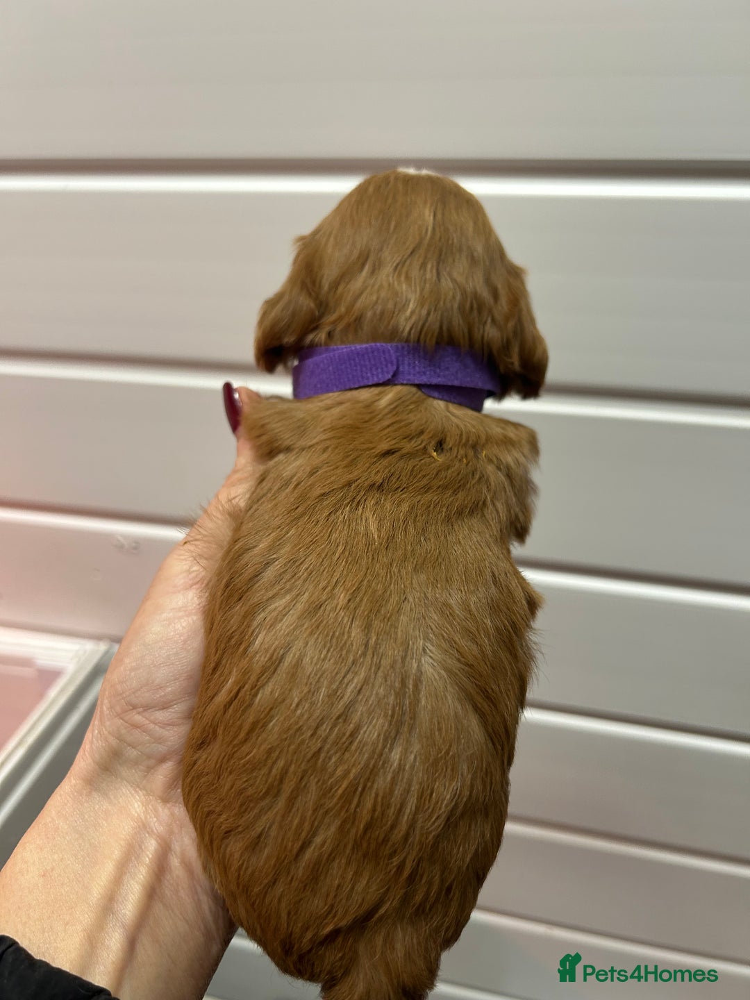 Cockapoo dogs for sale: F1 TOY SHOW TYPE DNA 🧬 CLEAR COCKAPOO BABIES 🧸 - Advert 7