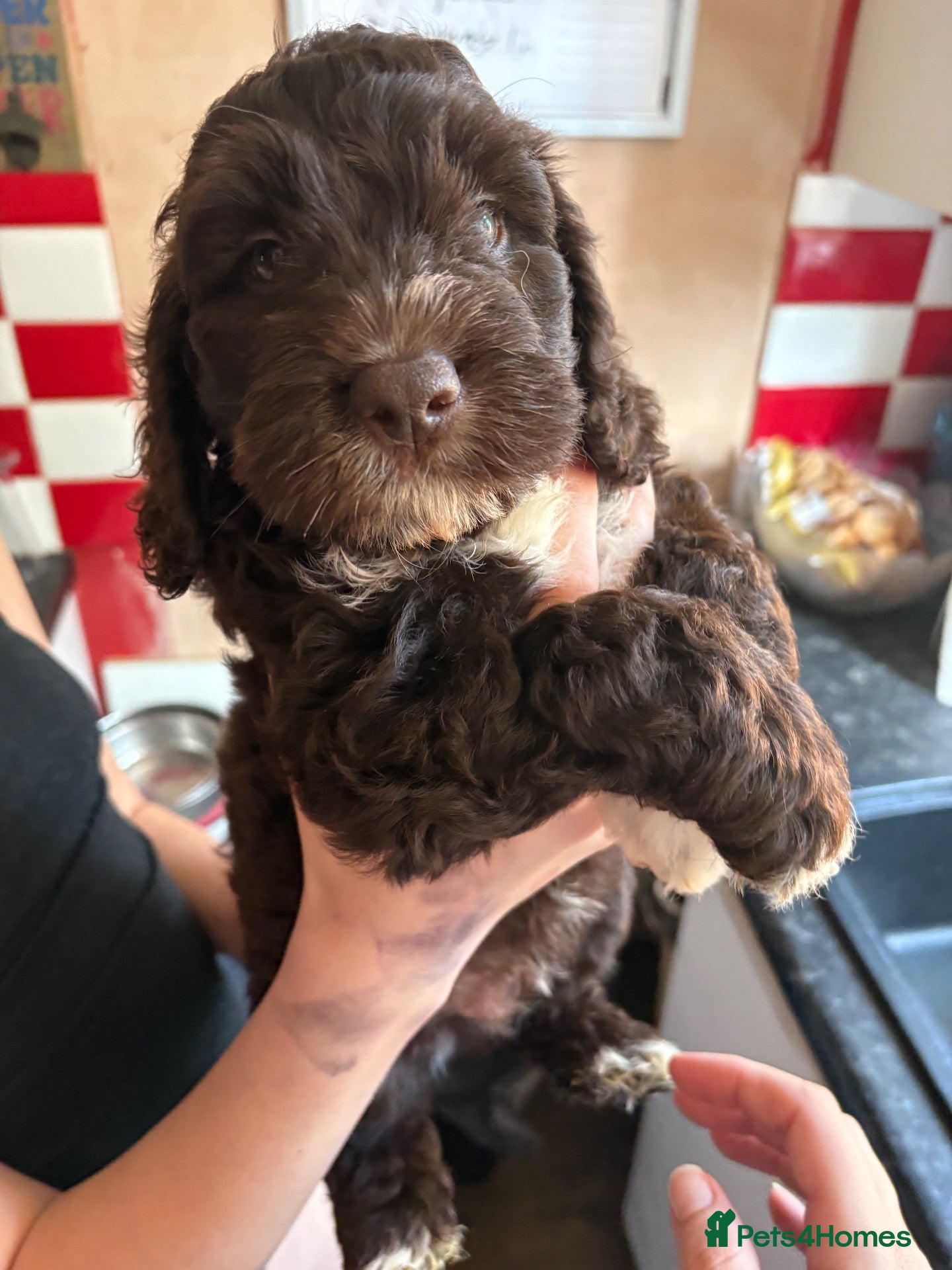 Cockapoo dogs F1 Cockapoo puppies  - Advert 8