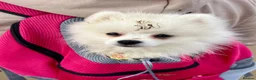 German Spitz dogs for sale: White German Spitz Klein Puppy in Lincoln - Advert 6