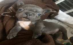 French Bulldog dogs for sale: French bulldog pups ready 27th October!  - Image 3