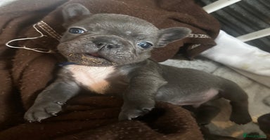 French Bulldog dogs - Advert 11