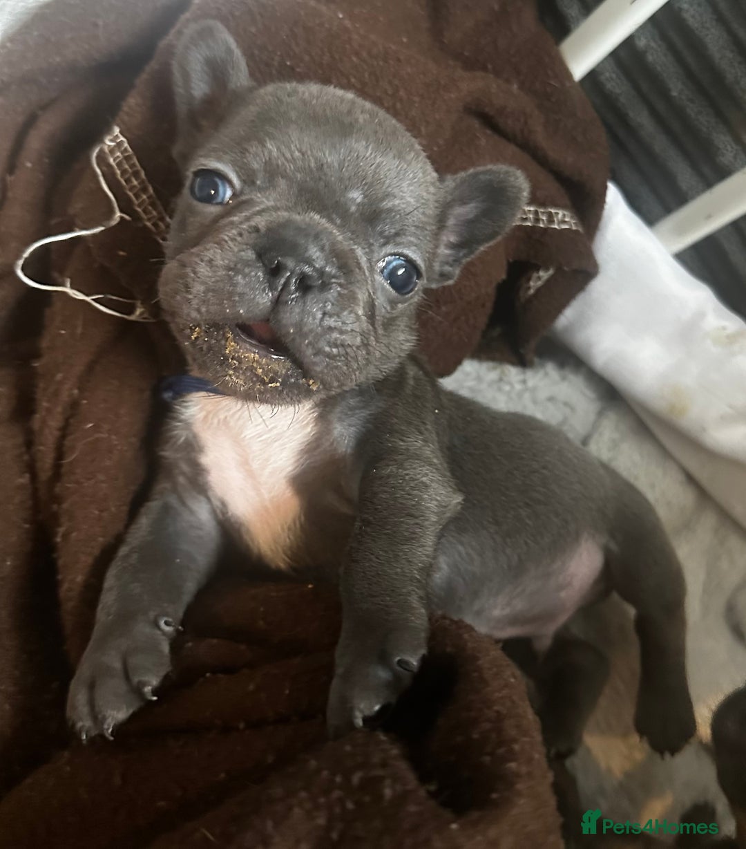 French Bulldog dogs for sale: French bulldog pups ready 27th October!  - Image 3