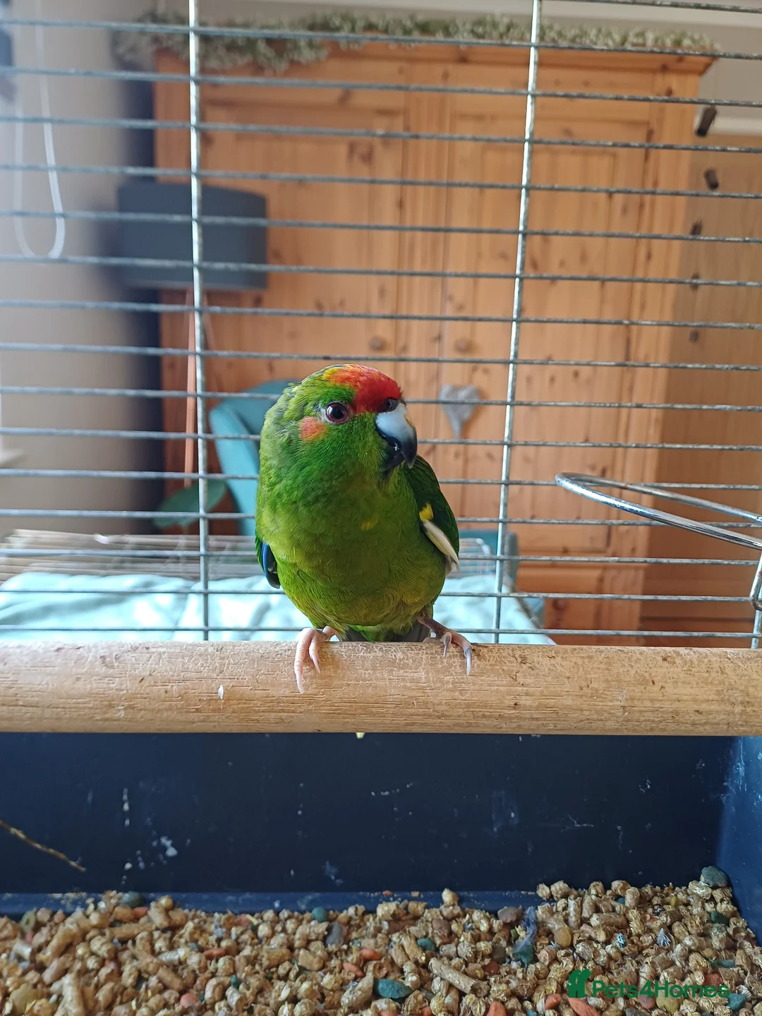 Parakeets birds for sale: Kakariki for sale - Advert 2