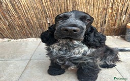 Cocker Spaniel dogs for stud: Blue roan show cocker spaniel stud in Exeter - Image 4