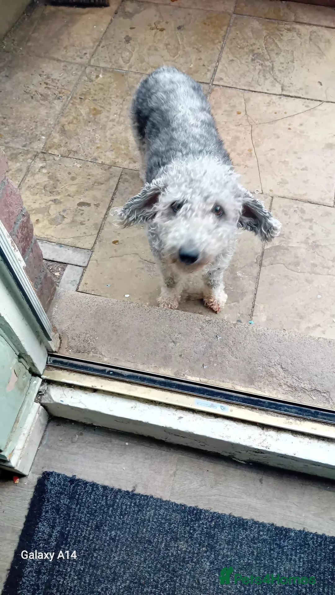 Bedlington Terrier dogs for sale: Lovely Bedlington puppies  - Advert 8