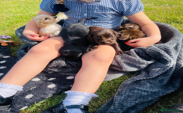 Cocker Spaniel dogs - Advert 8