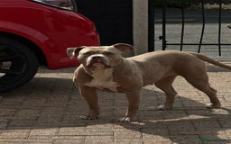 Mixed Breed dogs for sale: 3 Year old Bully  - Image 5