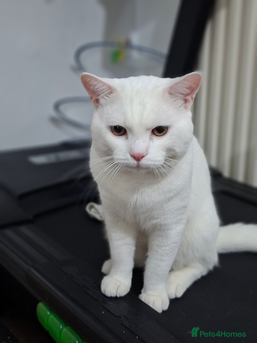 British Shorthair cats for sale: Kittens for sale  - Image 4