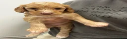 Cockapoo dogs for sale: Beautiful F2 cockapoo puppies  - Advert 12