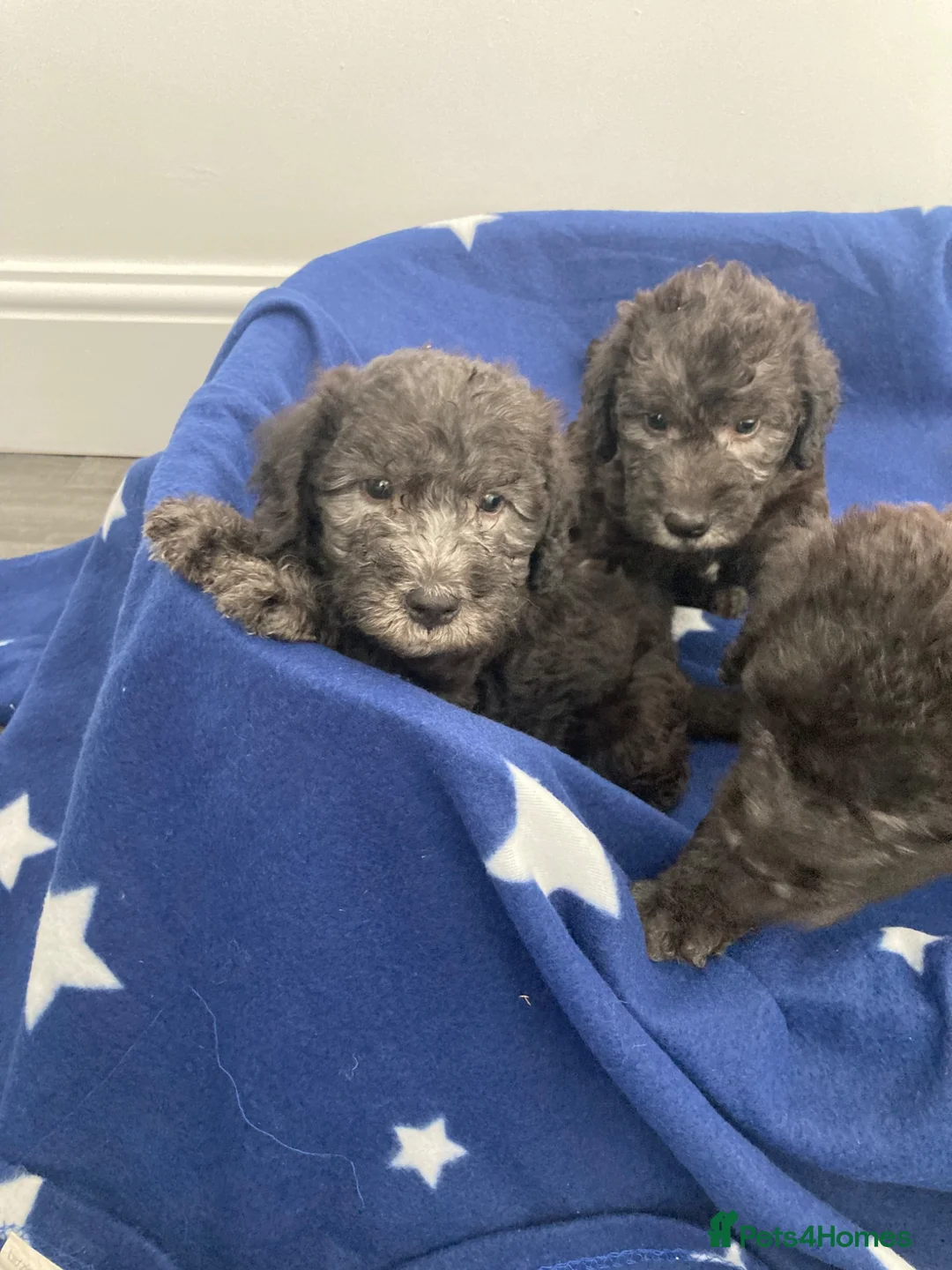 Bedlington Terrier dogs for sale: Bedlington terrier puppies 3 boys available  in Darlington - Advert 2