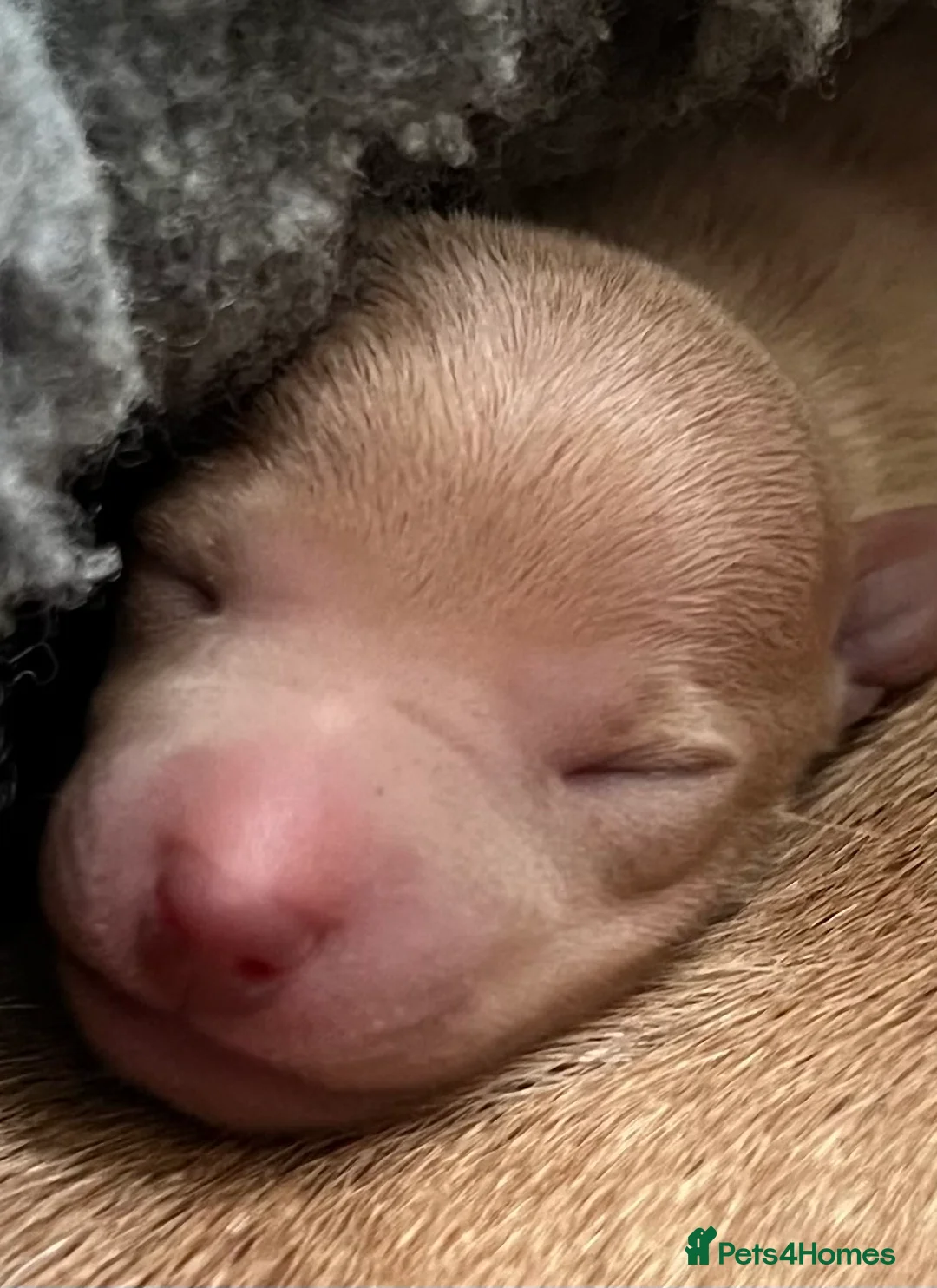 Italian Greyhound dogs for sale:     Italian Greyhound. Babies  - Advert 18