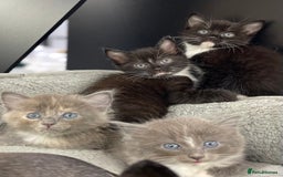 Ragdoll cats for sale: Lovely, healthy, playful, ragdoll cross kittens - Image 7