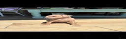 Italian Greyhound dogs for stud: Hojlund Magic Rus aka ‘Tony’ available for stud.  - Advert 3