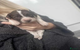 Cocker Spaniel dogs for sale: Cocker spaniel puppies 5 boys available  - Image 9