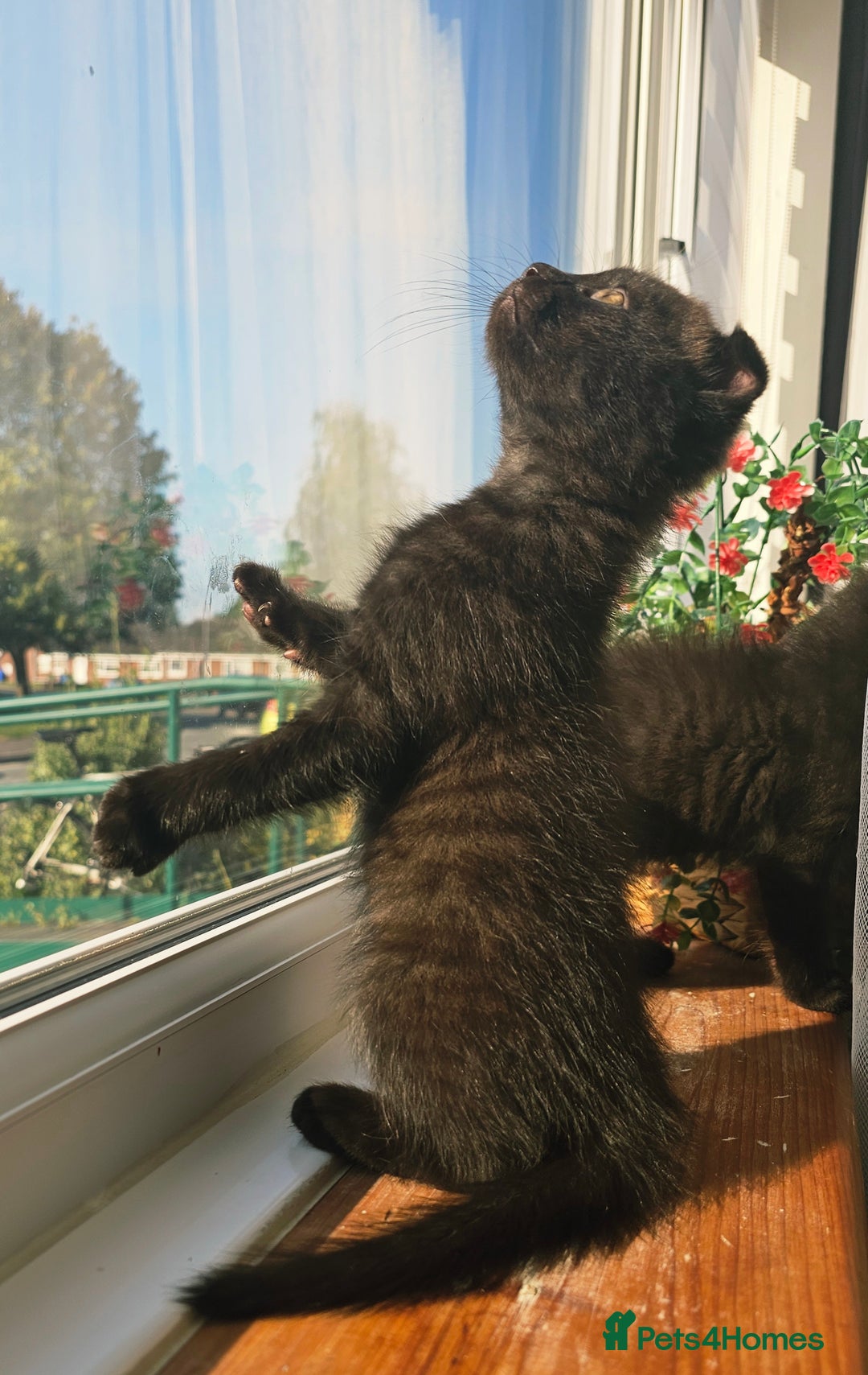 Mixed Breed cats for sale: Scottish Fold Kittens! Ready for loving home - Image 31