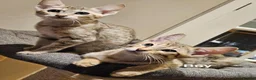 Savannah cats for sale: Stunning F5 SBT Savannah Kittens in Bradford - Advert 14