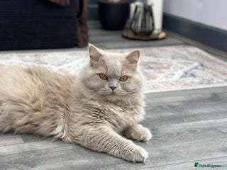 British Shorthair cats in Birmingham - Advert 32