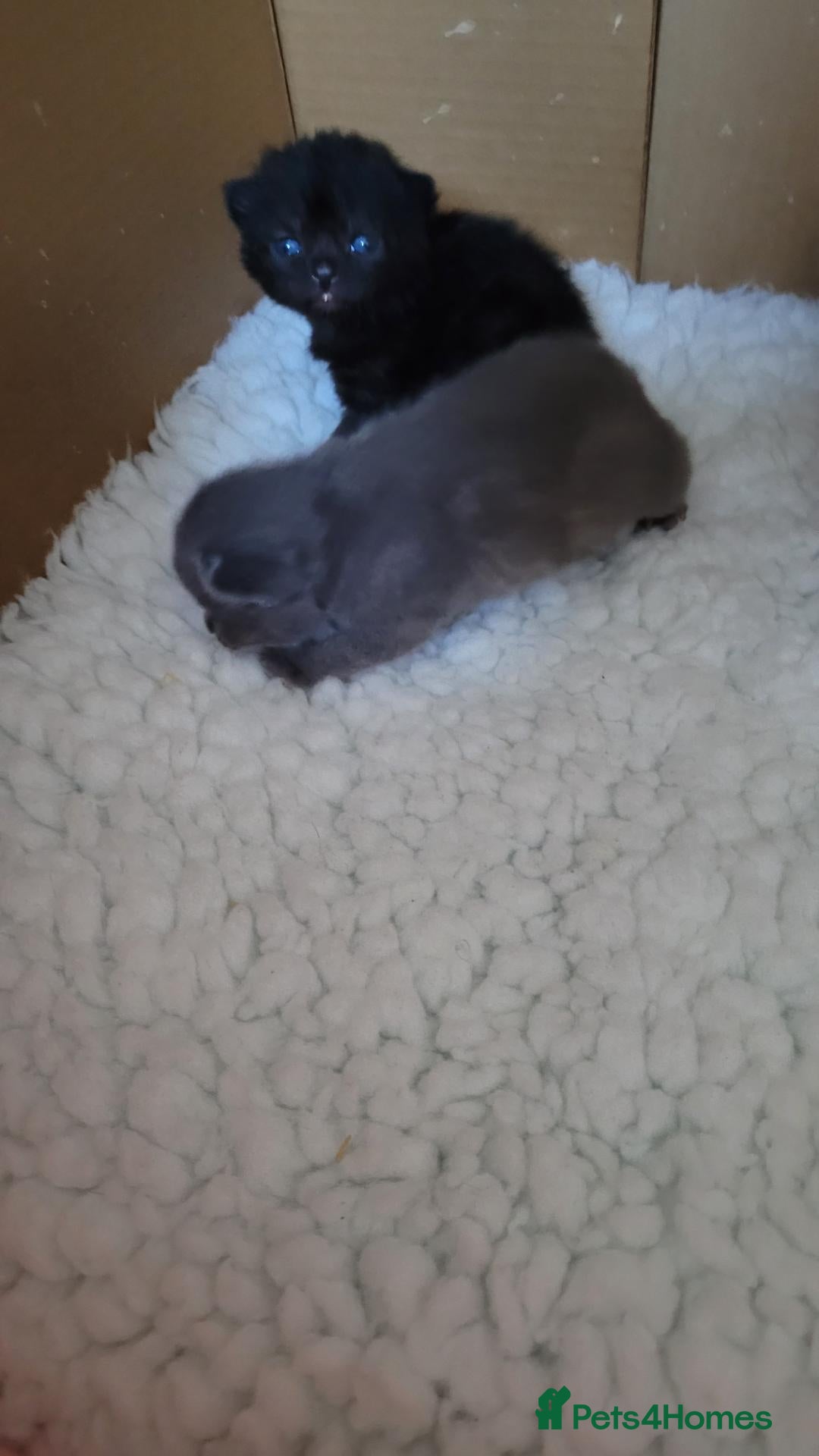 British Shorthair cats 5 beautiful bsh kittens  - Advert 2