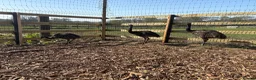 Emus poultry for sale: 3 emu chicks for sale  - Advert 3