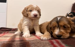 Cockapoo dogs for sale: stunning toy cockapoo  - Advert 23