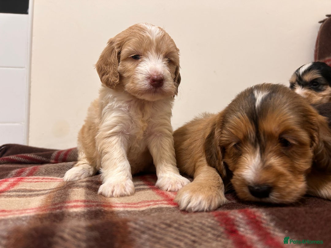 Cockapoo dogs for sale: stunning toy cockapoo  - Advert 23