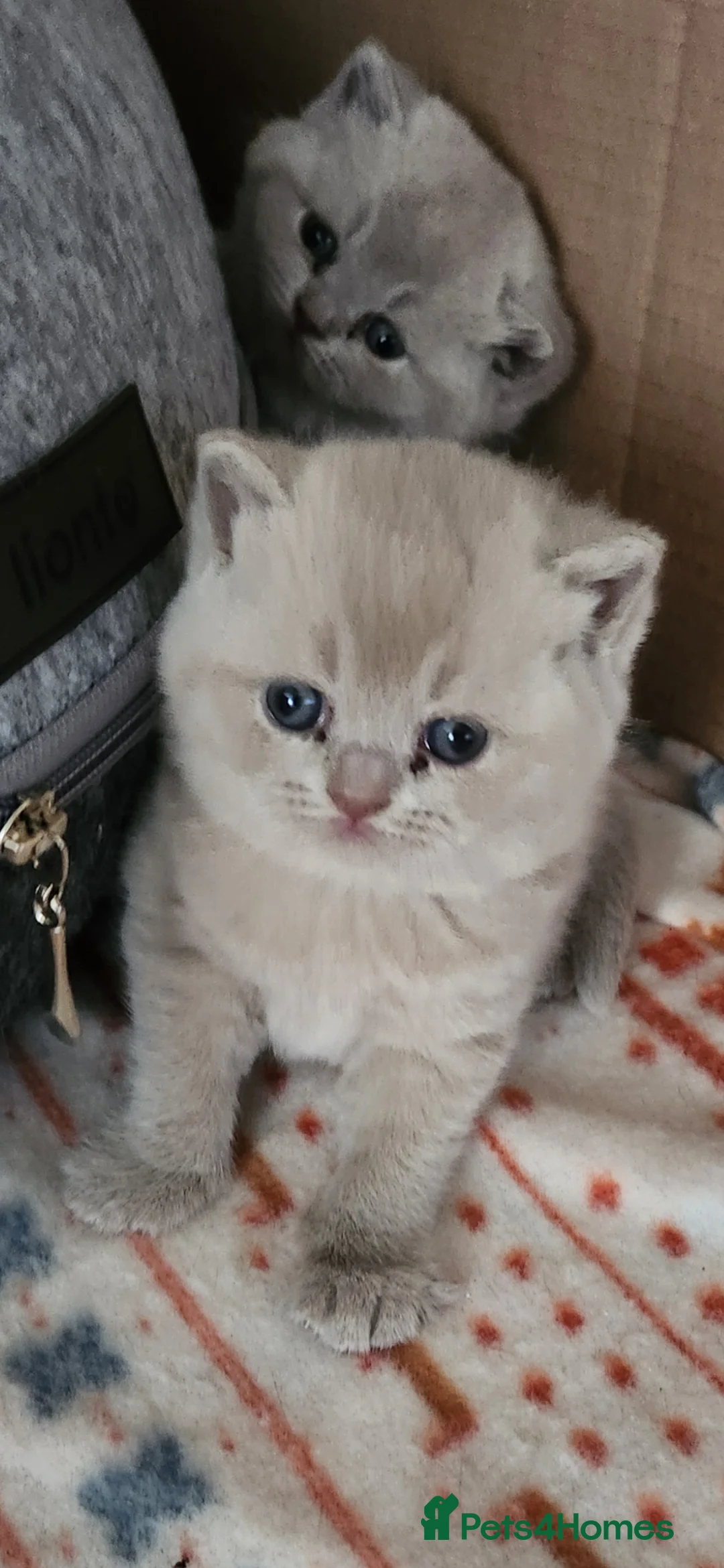 British Shorthair cats for sale: Gorgeous chunky fawn British Shorthair Kitten  - Advert 2