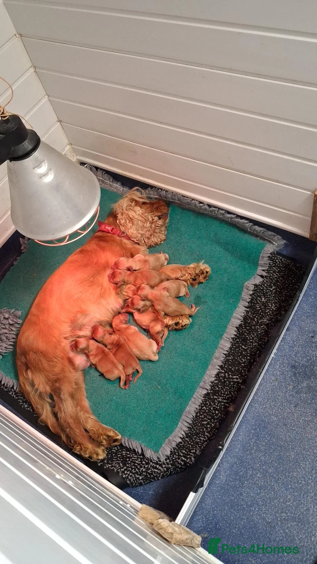 Cocker Spaniel dogs for sale: Health tested kc reg golden show cocker spaniels  - Advert 8