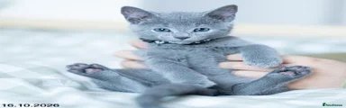 Russian Blue 2