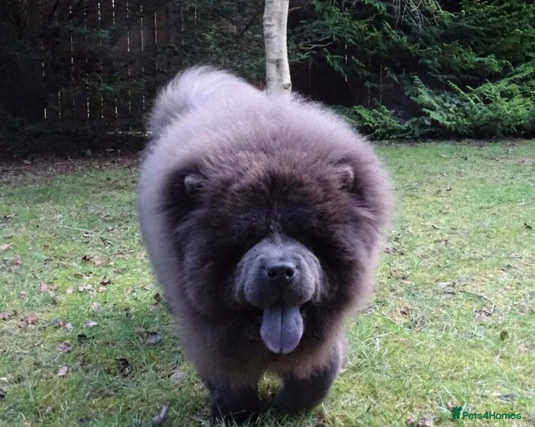 Chow Chow dogs for stud: blue chow now at stud, kc reg. proven in Wingate - Advert 7