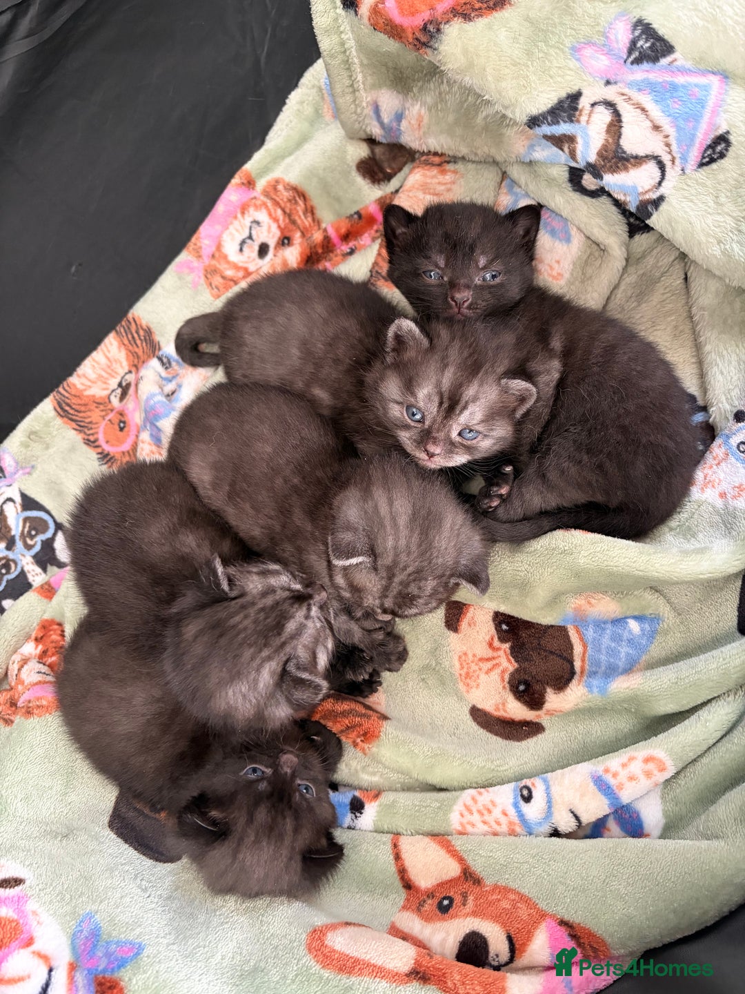 British Shorthair cats for sale: Beautiful British Shorthair Kittens  - Advert 3