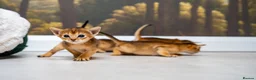 Abyssinian cats for sale: Ruddy Abyssinians Kittens-Outstanding Pedigree  - Advert 6