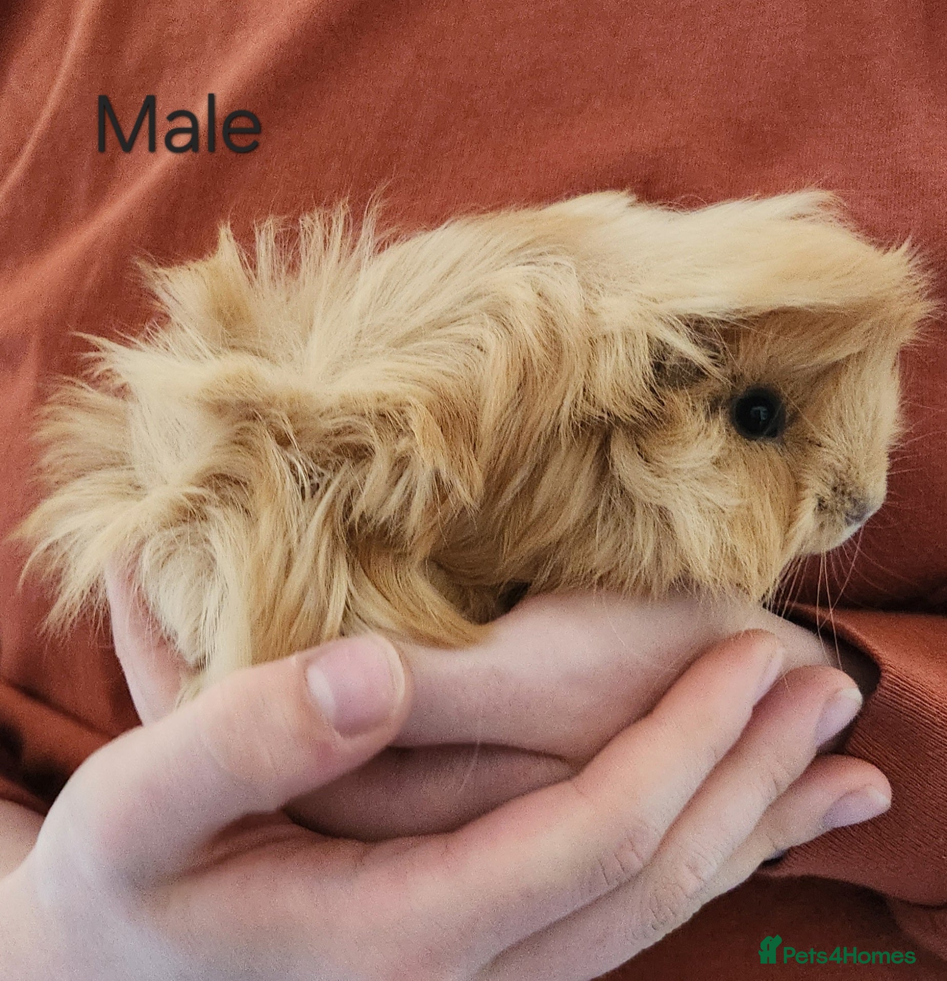 Guinea Pig rodents 2 Adorable Guinea Pigs - Advert 1