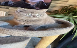 British Shorthair cats for sale: ❤️ British Shorthair Kittens   💙  - Image 2