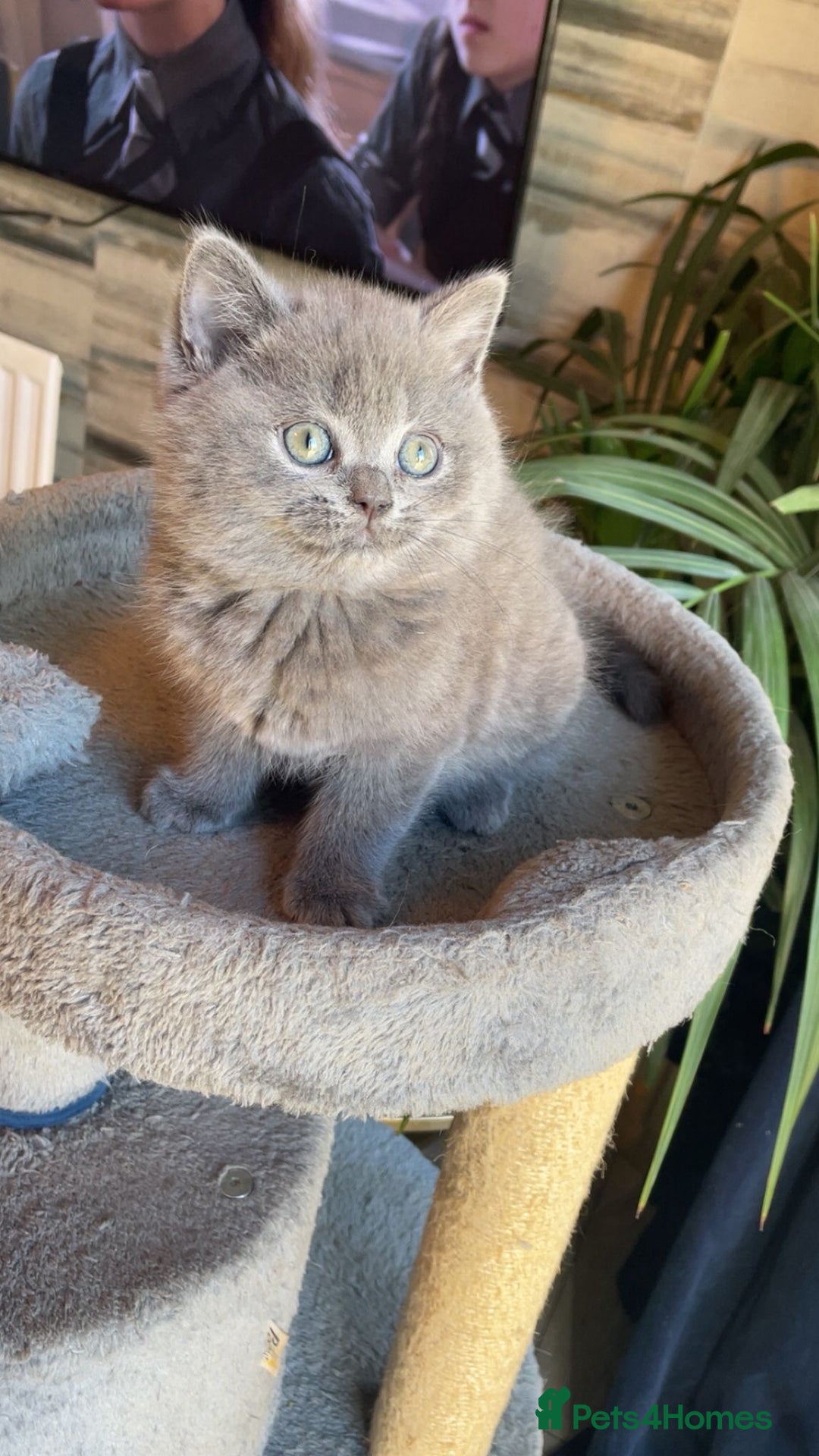 British Shorthair cats for sale: ❤️ British Shorthair Kittens   💙  - Image 2