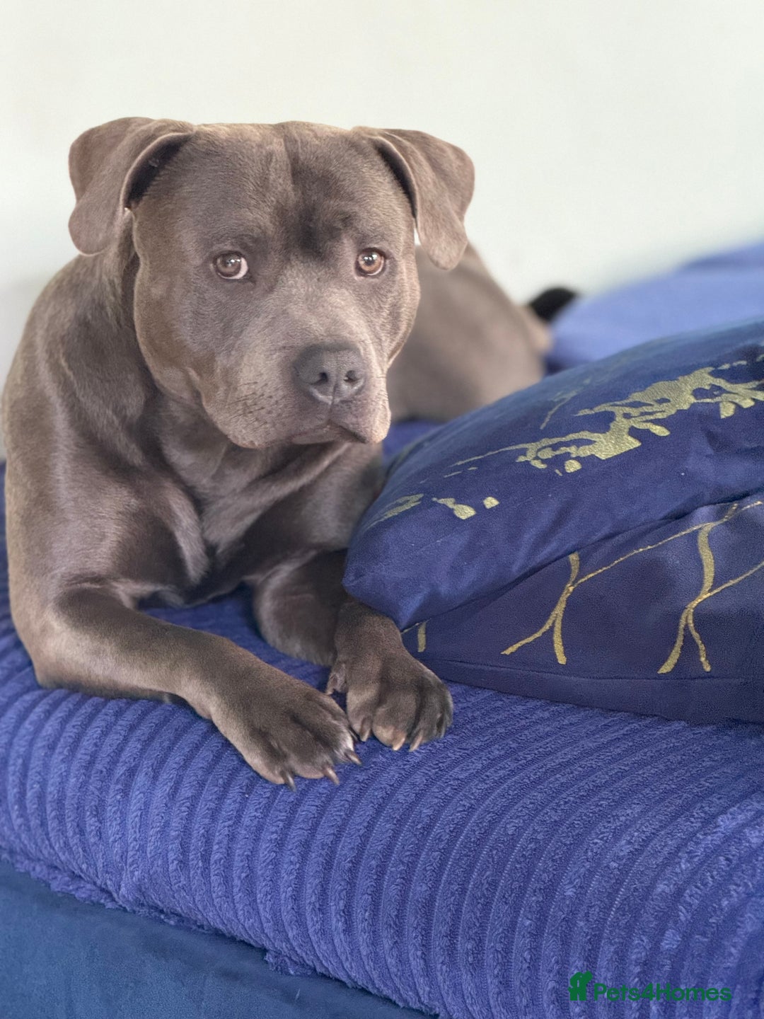 Staffordshire Bull Terrier dogs for sale: Exceptional blue staffies - Advert 5