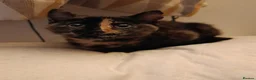 Mixed Breed cats for sale: Two Adorable Kittens Looking for Home!  - Advert 17