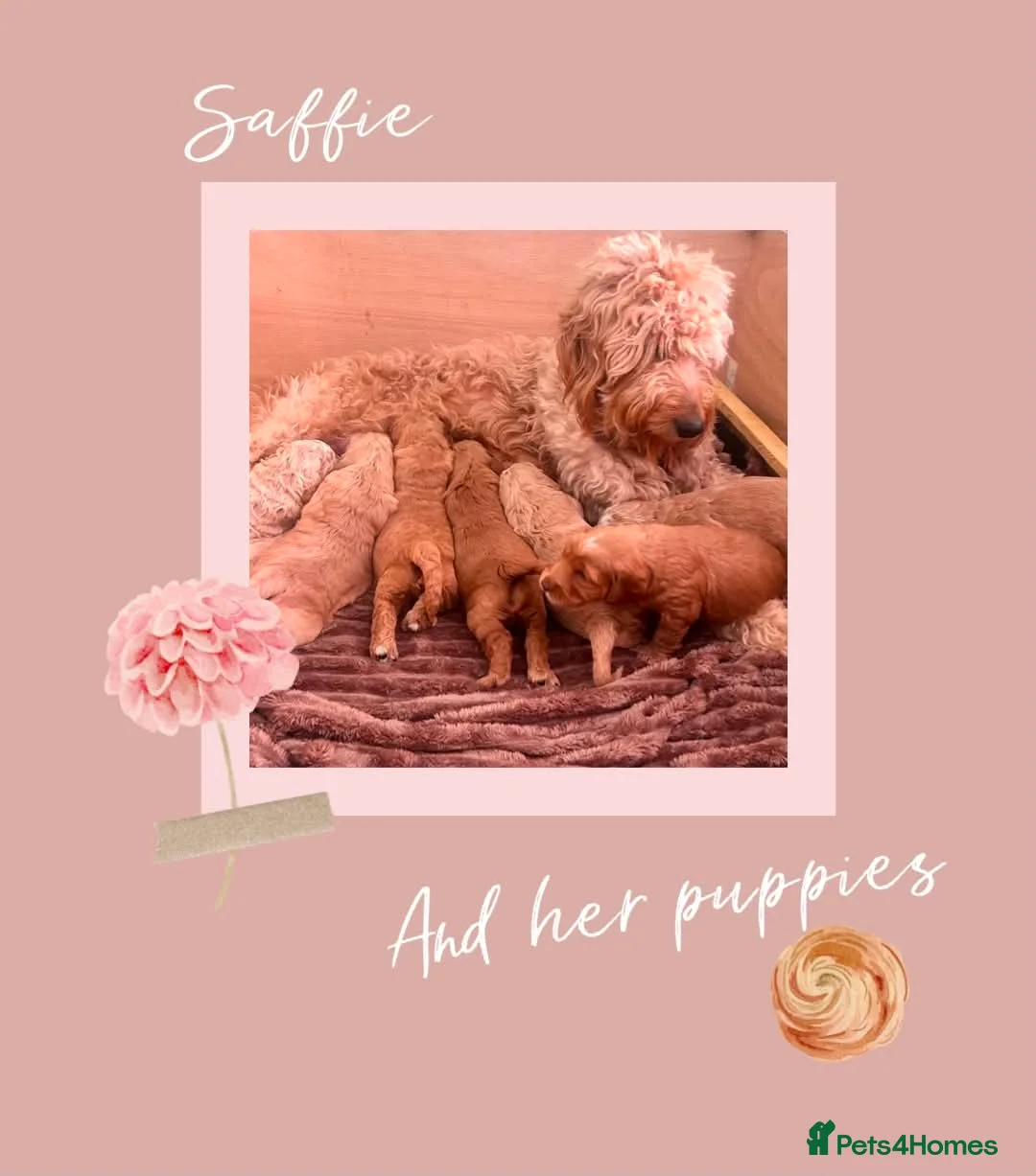 Double Doodle dogs for sale: Goldendoodle / Australian Double Doodle  - Advert 8