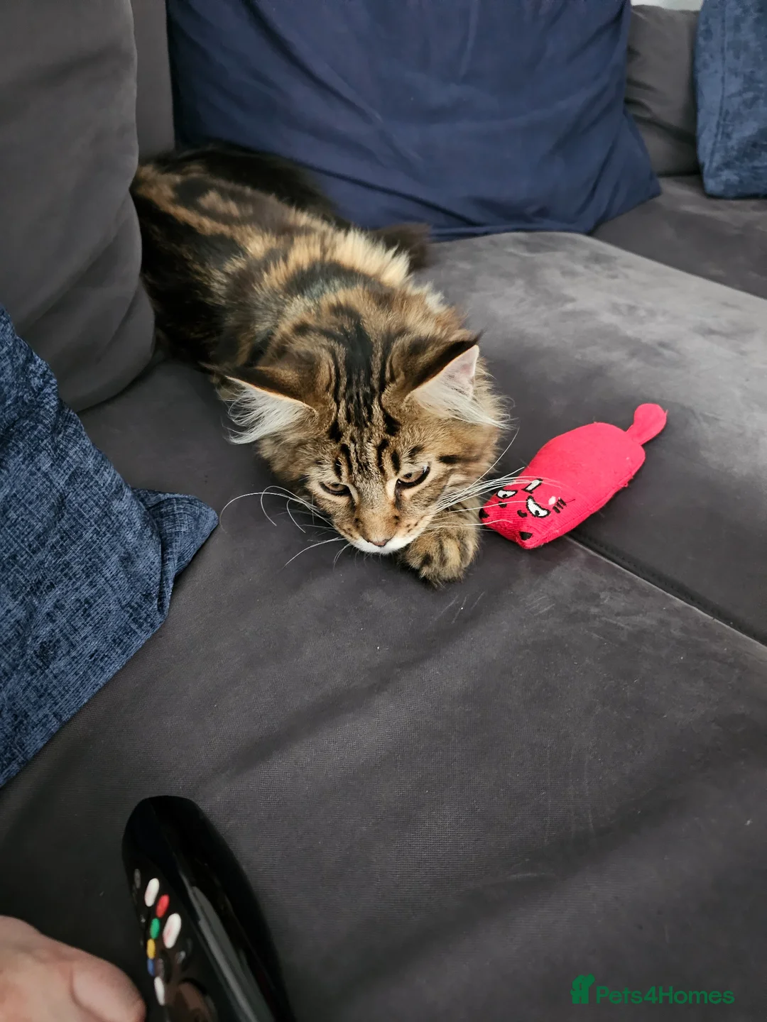 Maine Coon cats for sale: 6 MONTH MAINE COON TABBY BOY FOR SALE - Advert 7
