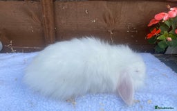 Lionhead rabbits for sale: Gorgeous Teddy widders - Image 7